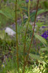 Alabama larkspur